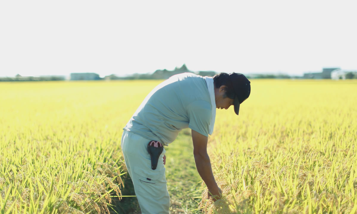 特別栽培米コシヒカリの栽培