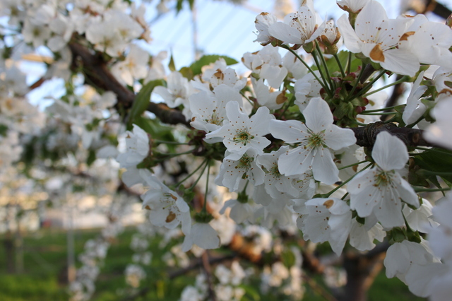 IMG_9630.JPGのサムネイル画像